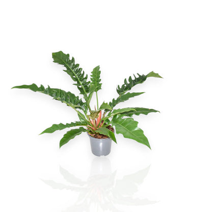Philodendron Narrow Escape con foglie strette e allungate in vaso da interno