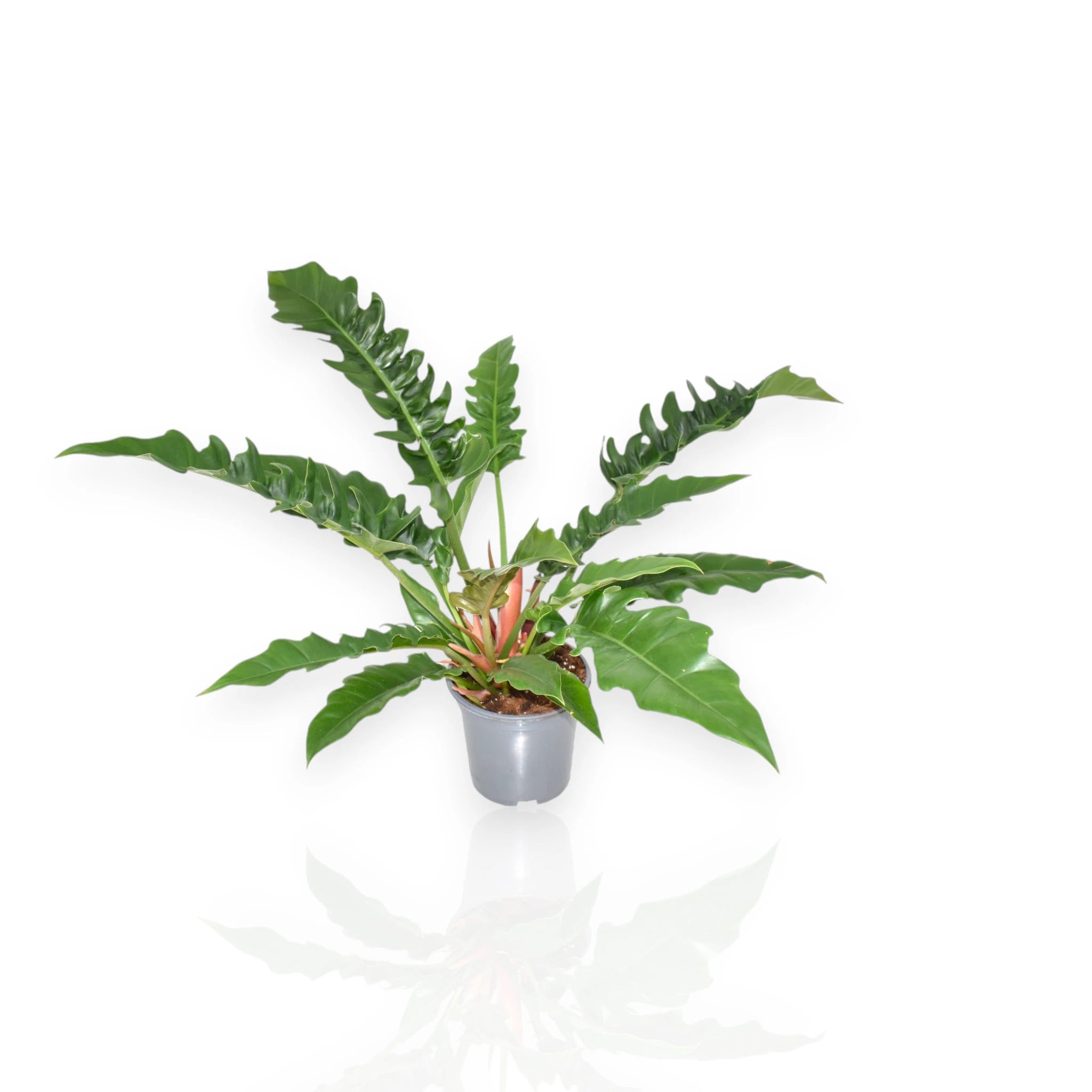 Philodendron Narrow Escape con foglie strette e allungate in vaso da interno