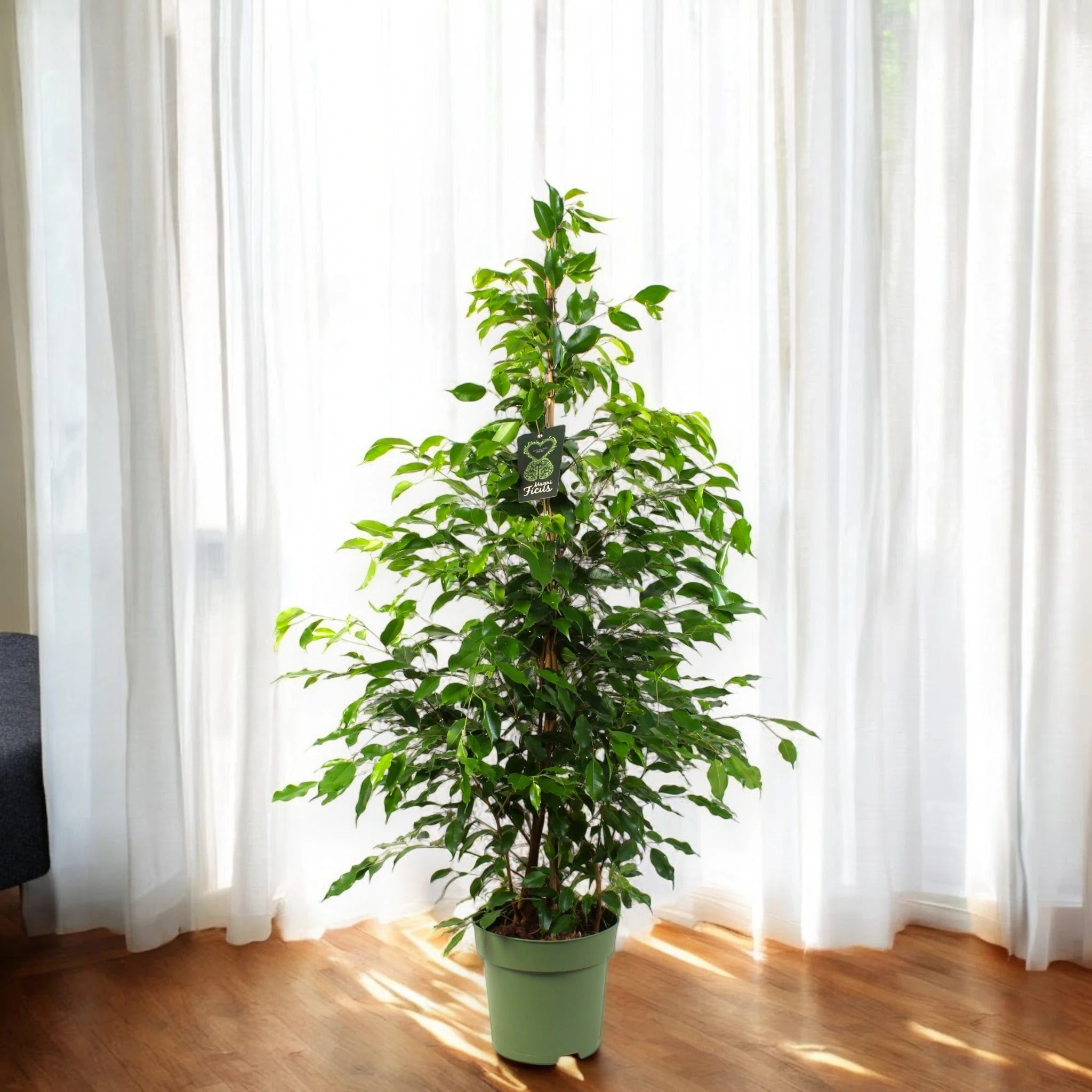 Dettaglio foglie variegate bianco-crema del Ficus benjamina Exotica