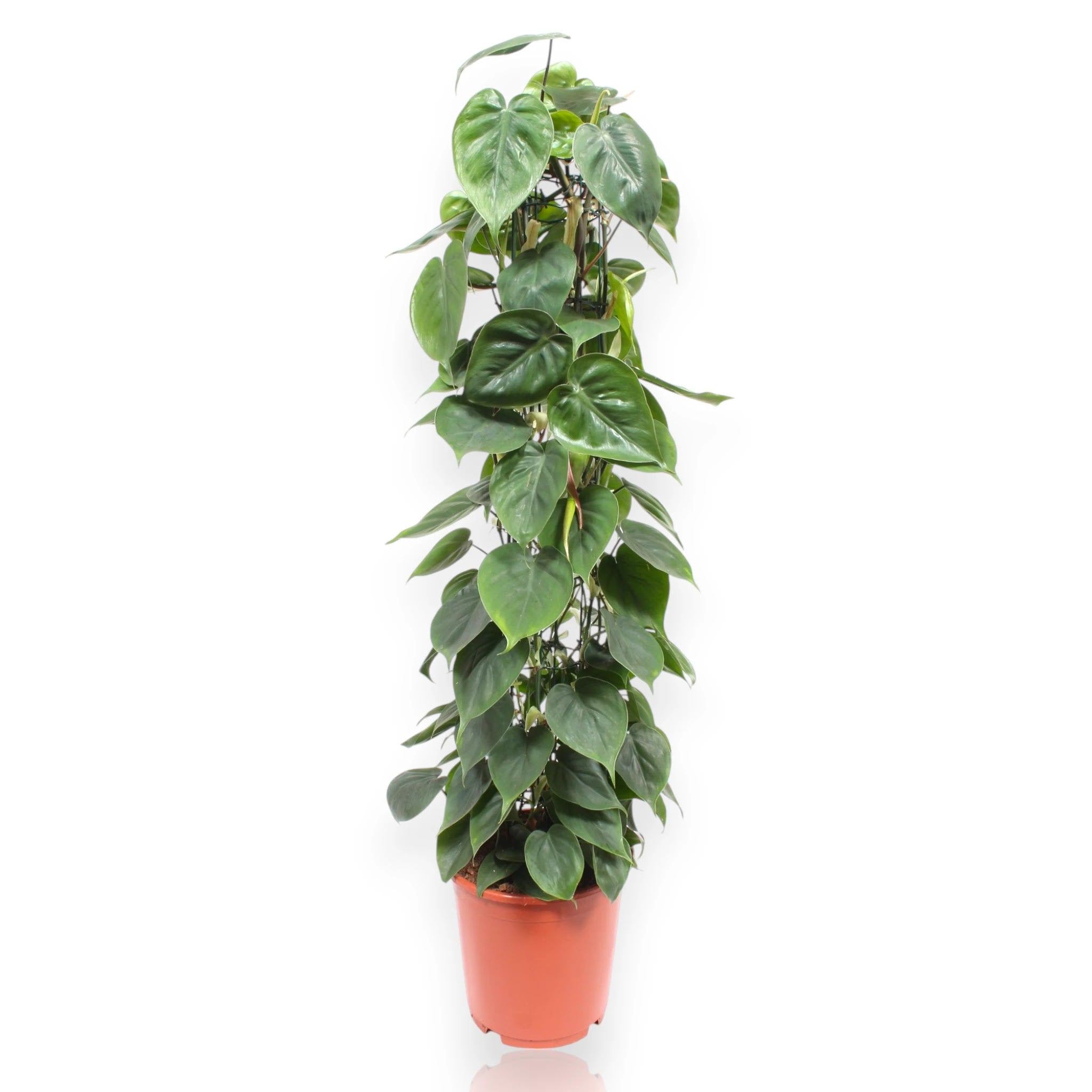 Philodendron scandens