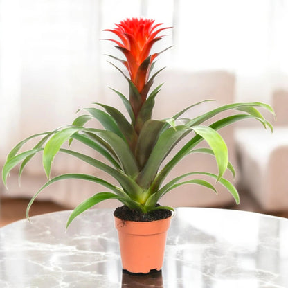 Guzmania 'Hope'