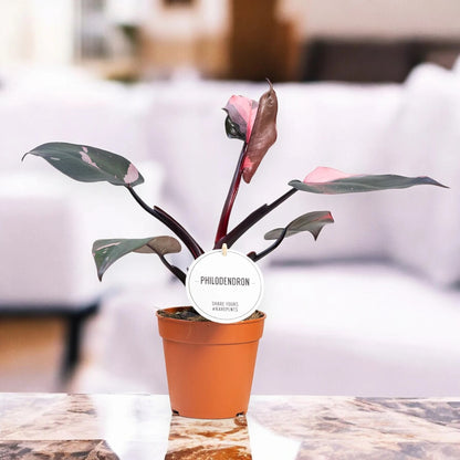 Philodendron 'Burgundy Prince'