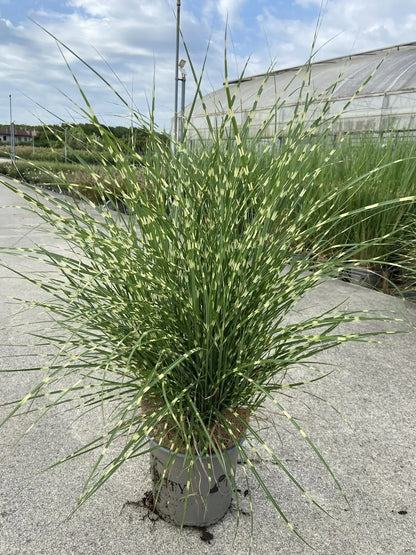 Dettaglio foglie Miscanthus Strictus Dwarf con caratteristiche bande orizzontali giallo crema