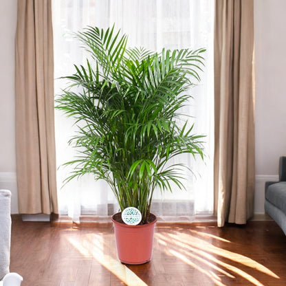 Areca - Dypsis lutescens