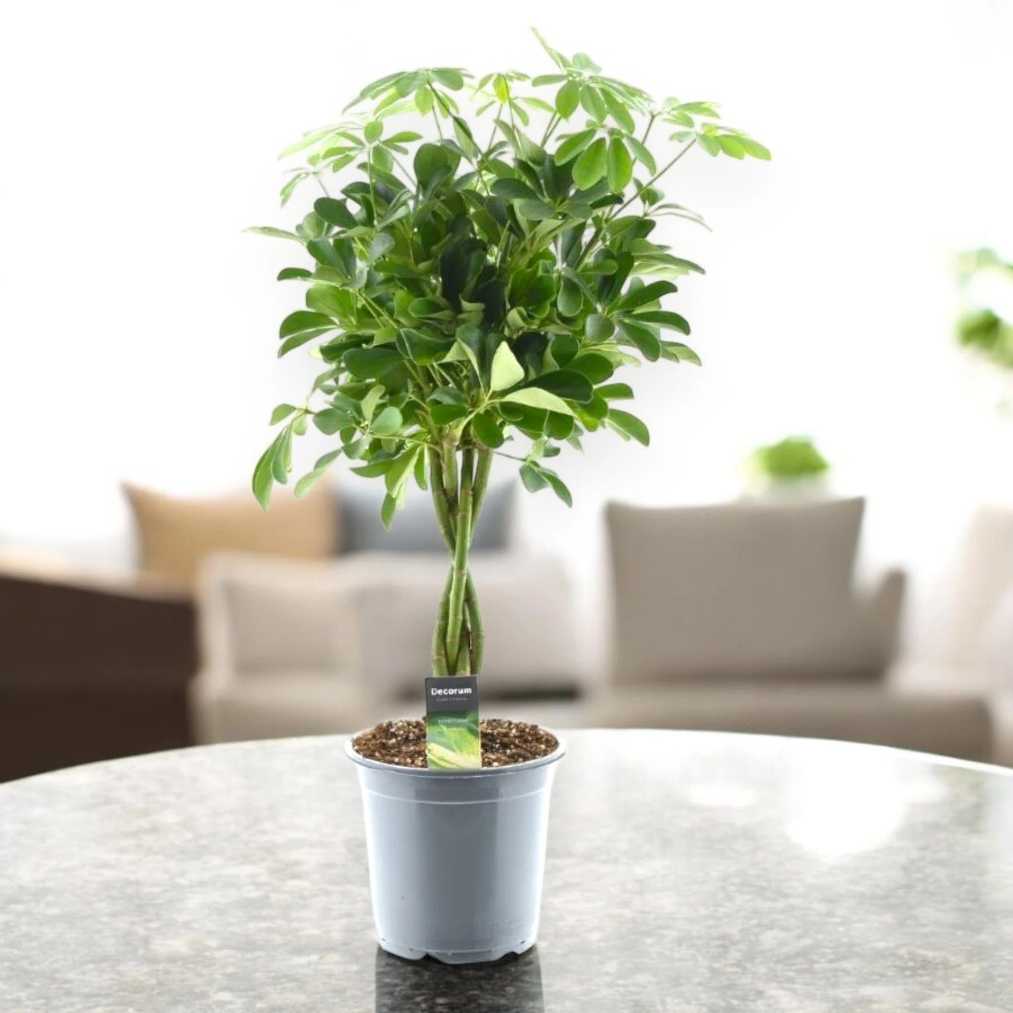 Schefflera arboricola 'Compacta'
