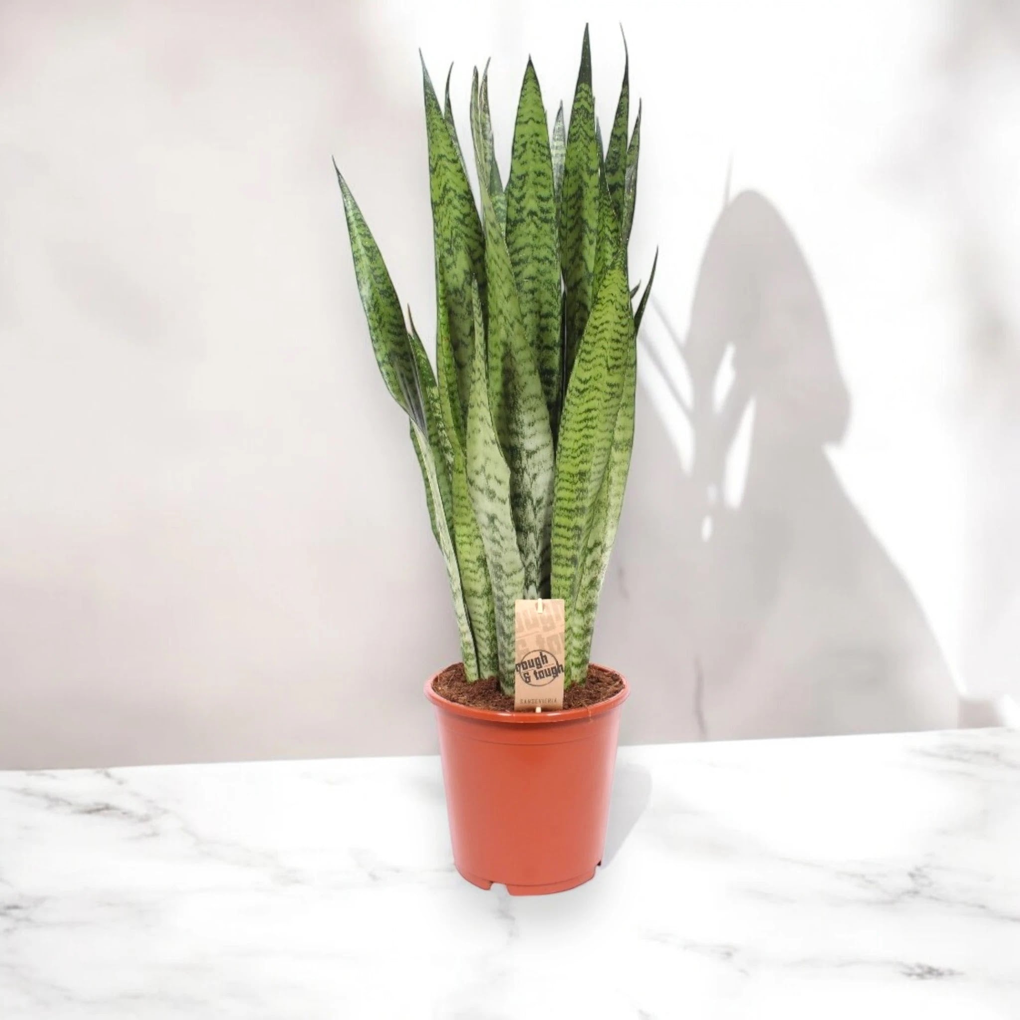 Sansevieria zeylanica