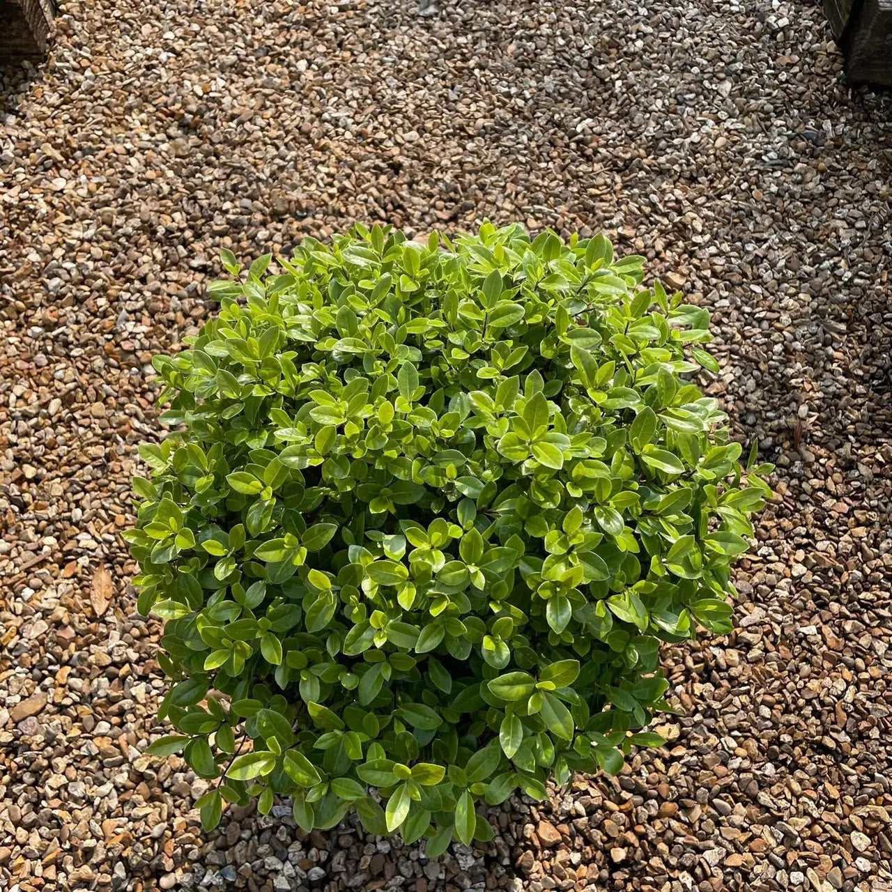 Pittosporum Golf Ball arbusto sempreverde dalla forma sferica compatta in giardino