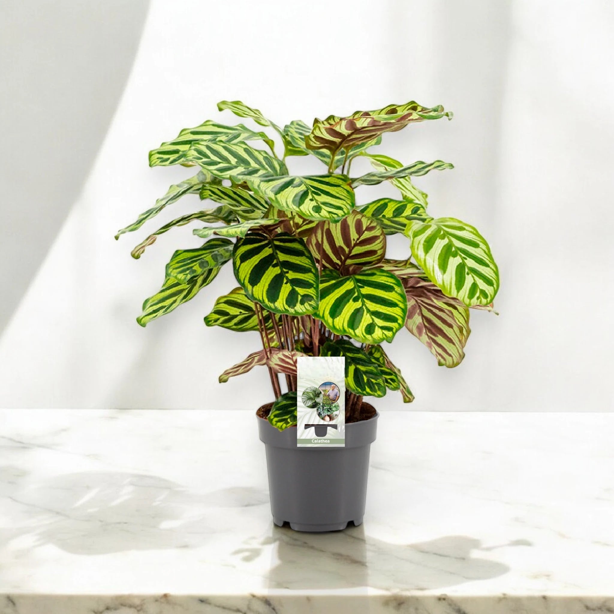 Calathea makoyana