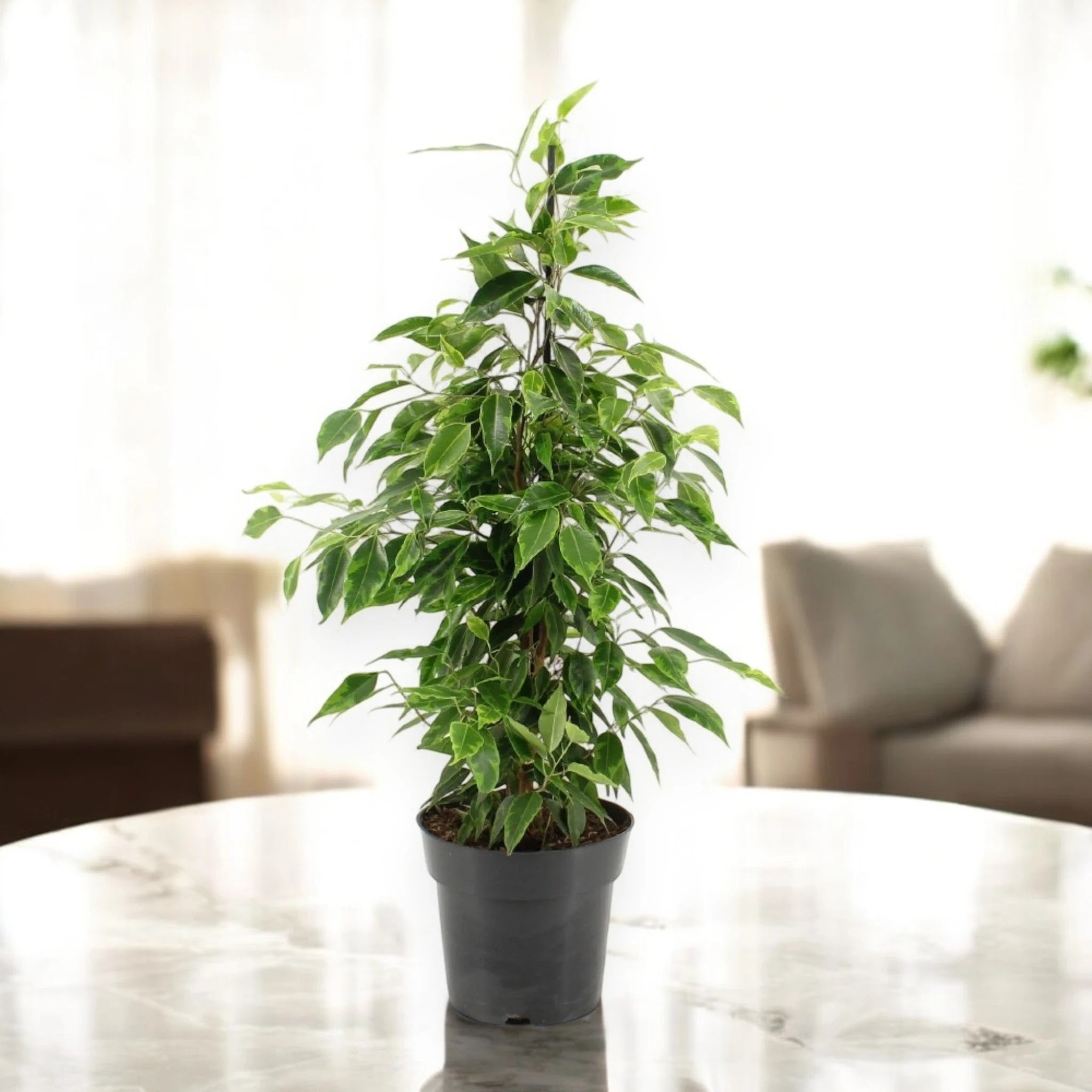 Ficus benjamina 'Anastasia'