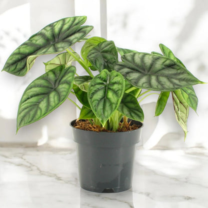 Alocasia 'Dragon scale'
