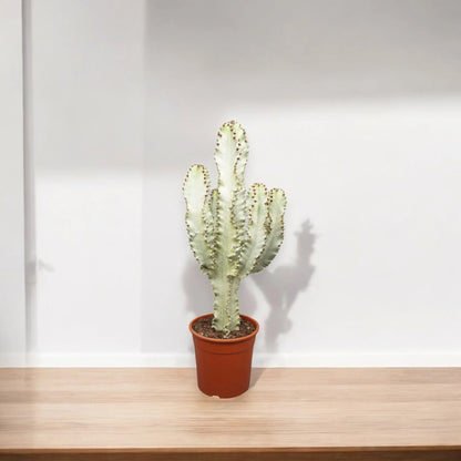 Euphorbia ingens