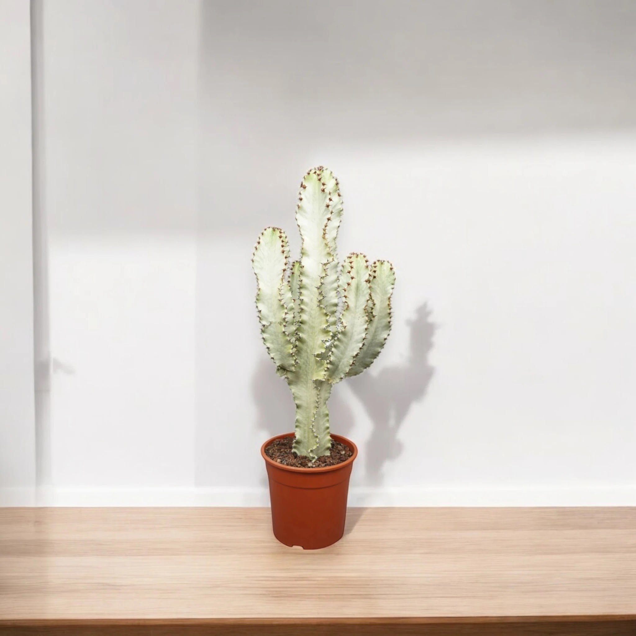 Euphorbia ingens variegata