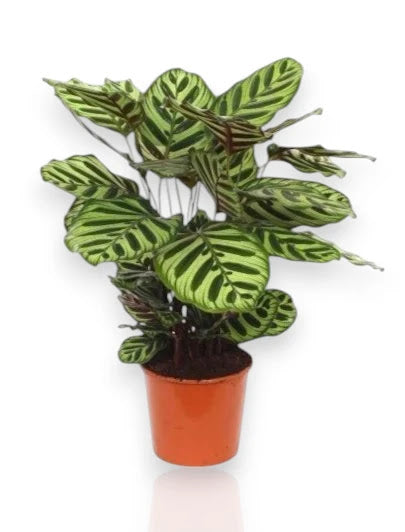 Calathea makoyana