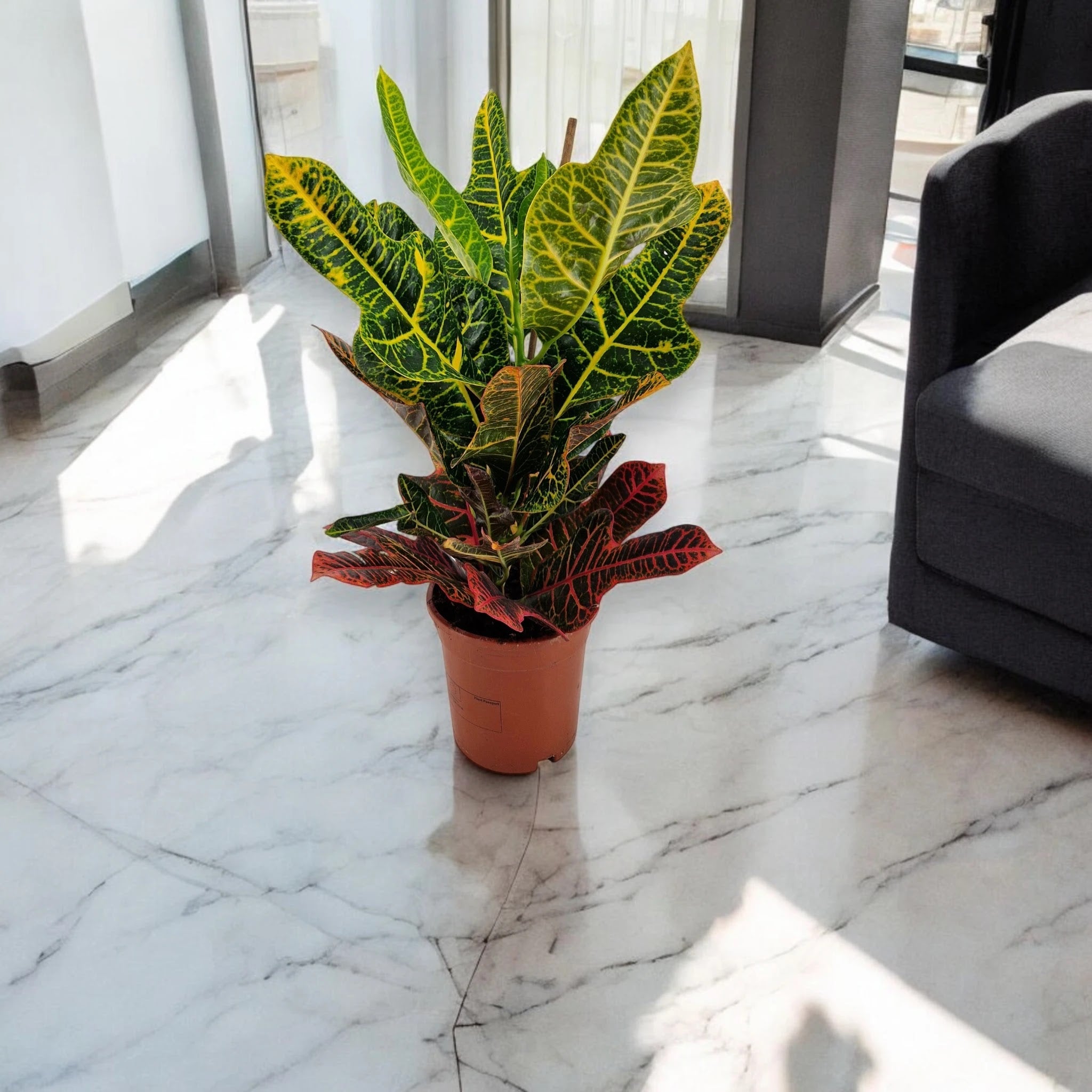 Dettaglio foglie variegatte Codiaeum Excellent con venature rosse e sfumature giallo-verdi