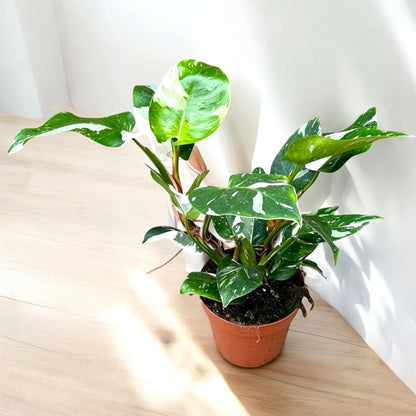 Philodendron white Princess