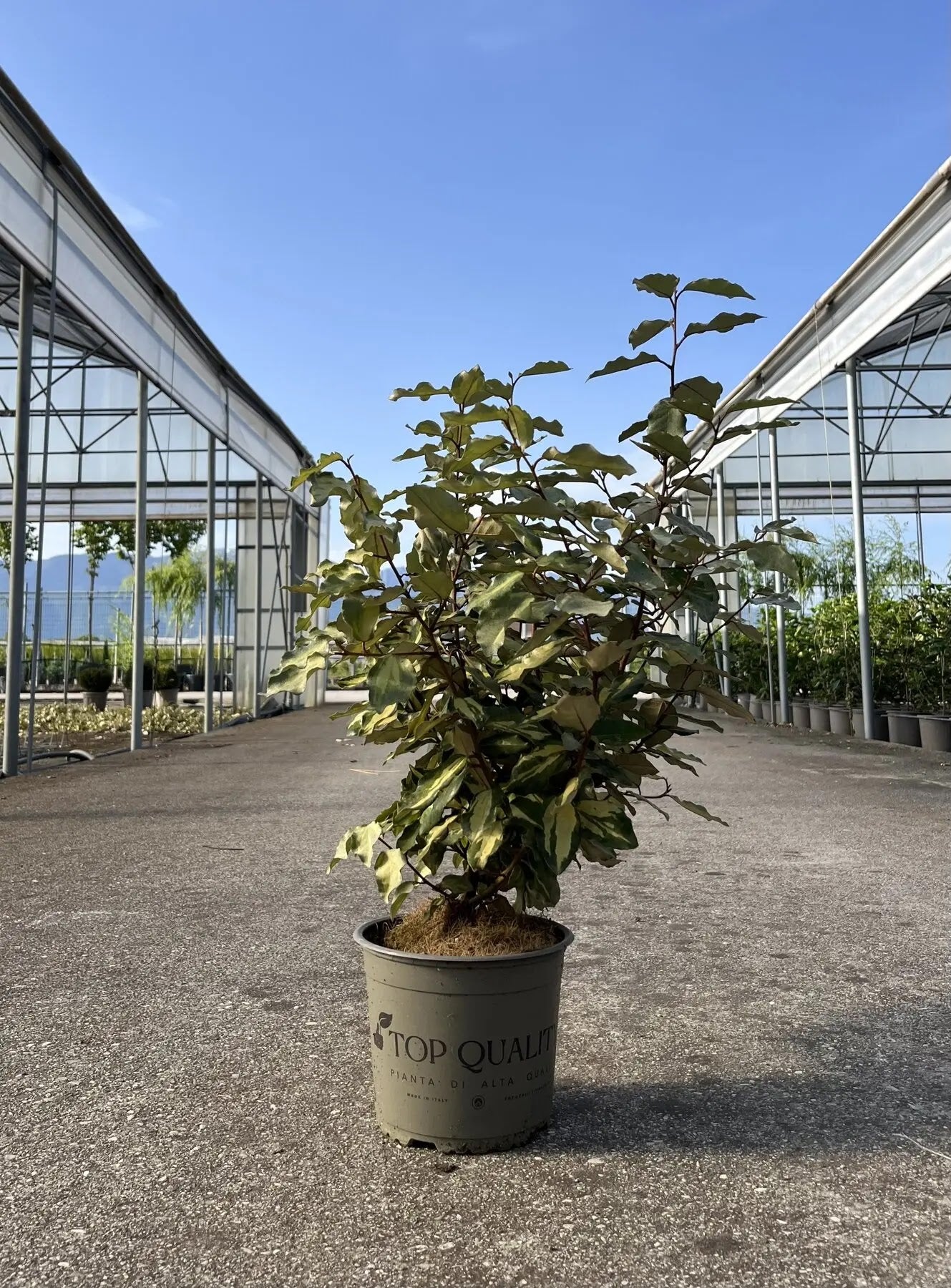 Elaeagnus × ebbingei