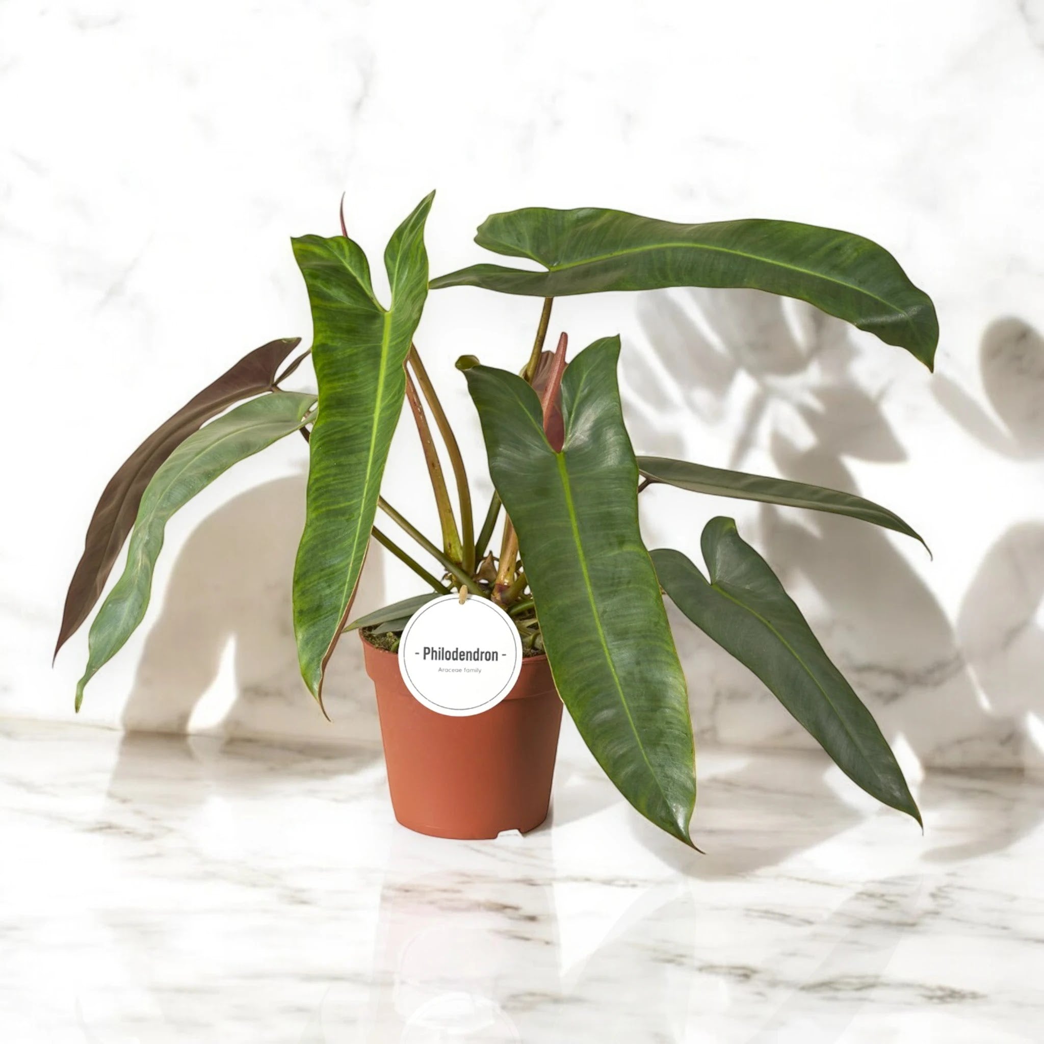 Philodendron atabapoense