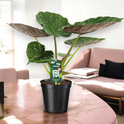 Alocasia 'Wentii'