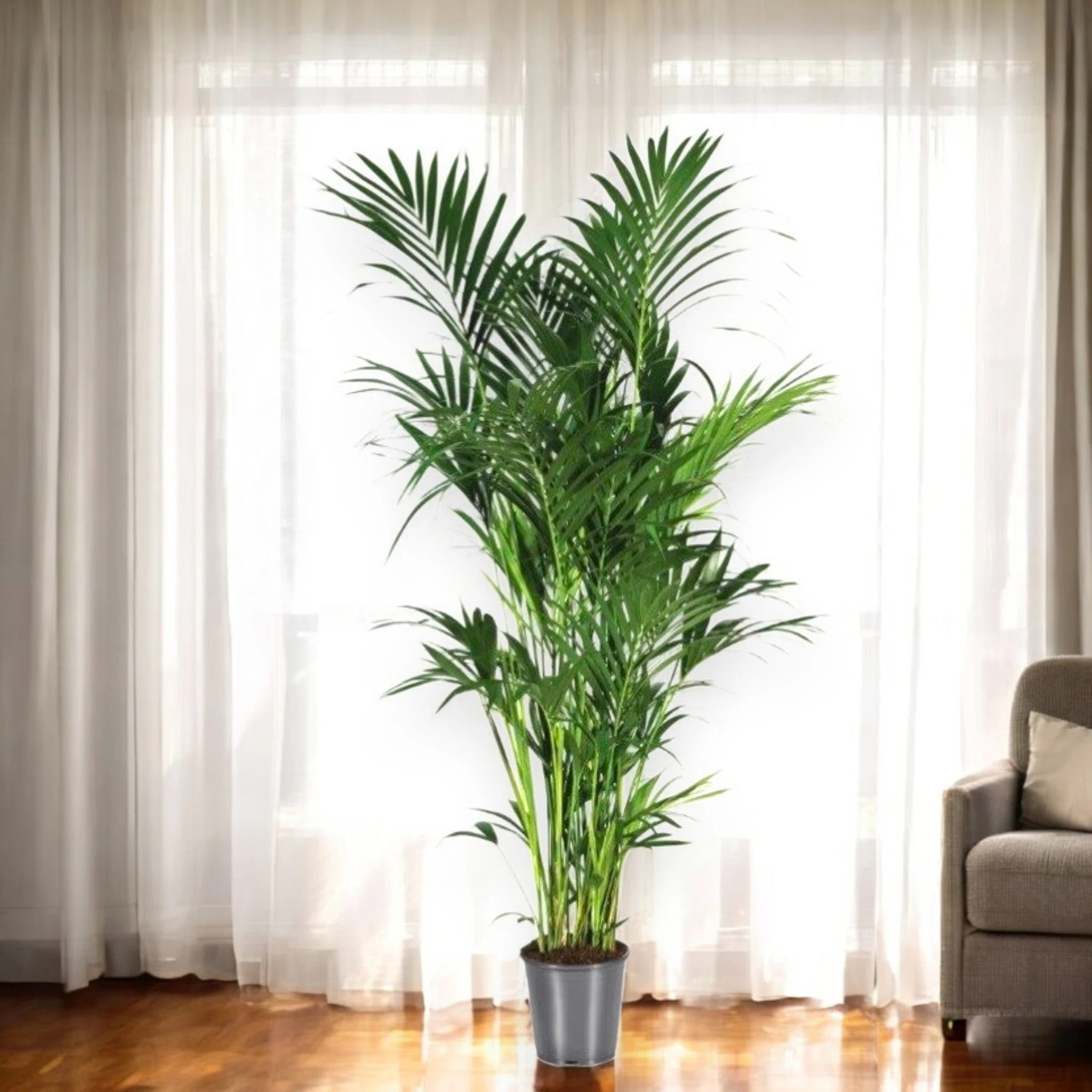Howea forsteriana (Kentia)