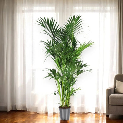 Howea forsteriana (Kentia)