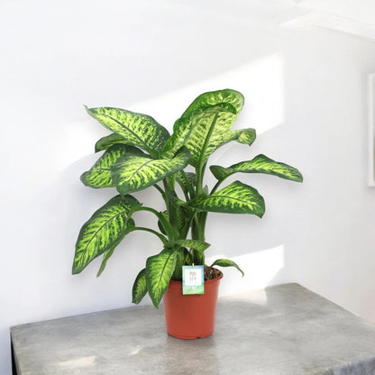 Dettaglio foglia Dieffenbachia Lemon tropic con variegatura gialla e venature verdi
