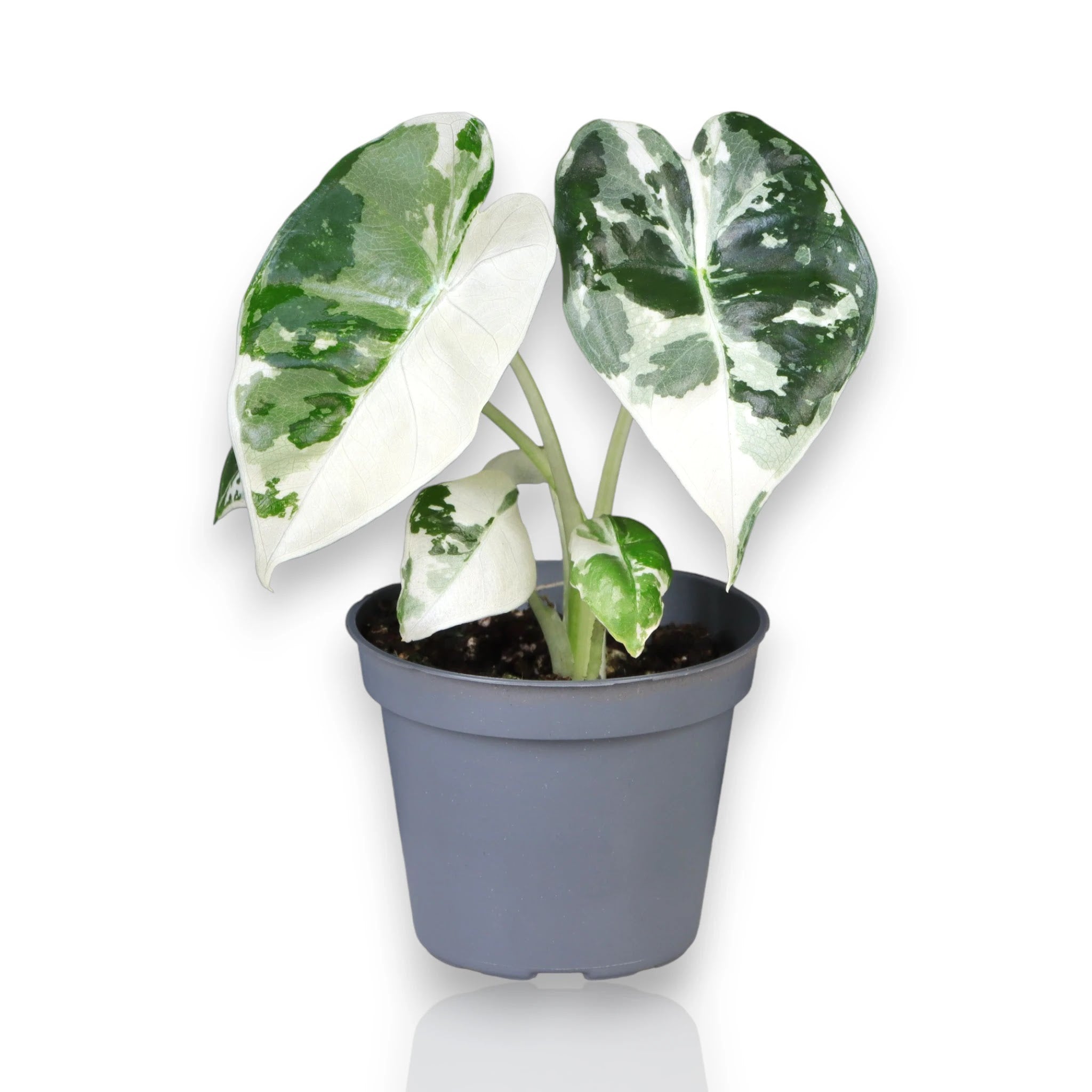 Alocasia variegata
