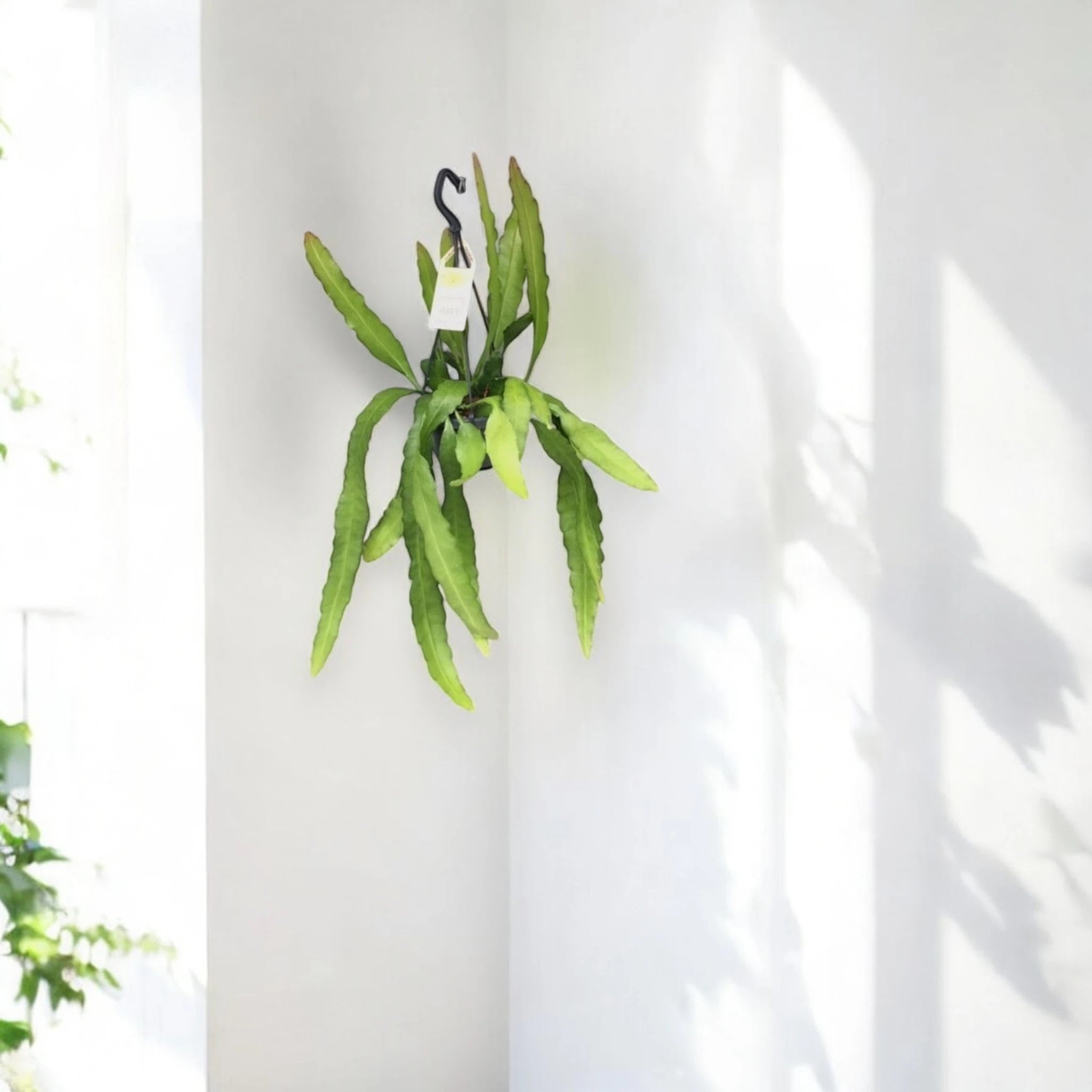 Epiphyllum fruhlingsgold