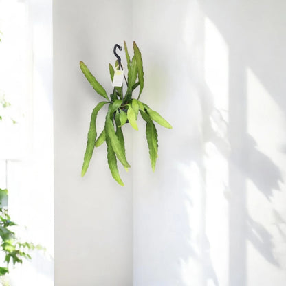 Epiphyllum fruhlingsgold