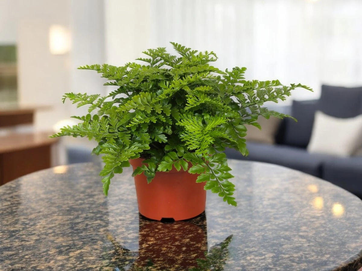 Asplenium parvati