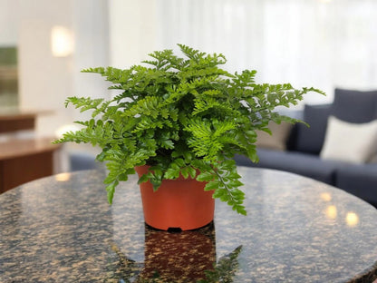 Asplenium parvati