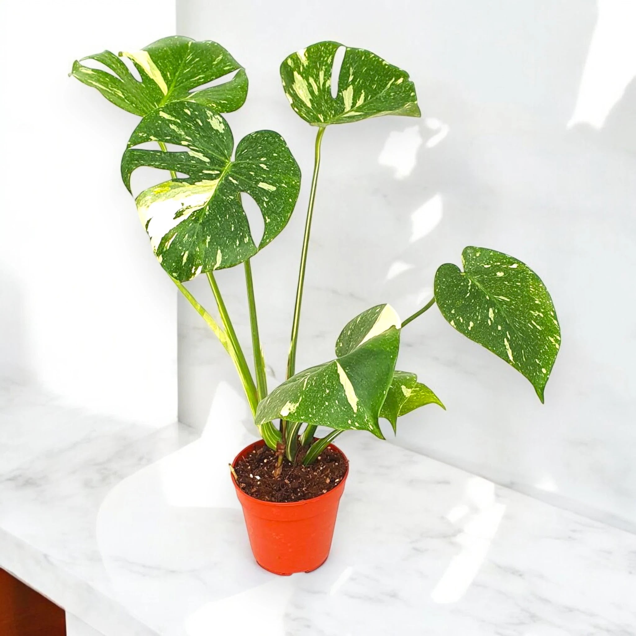 Monstera deliciosa 'Thai Constellation'