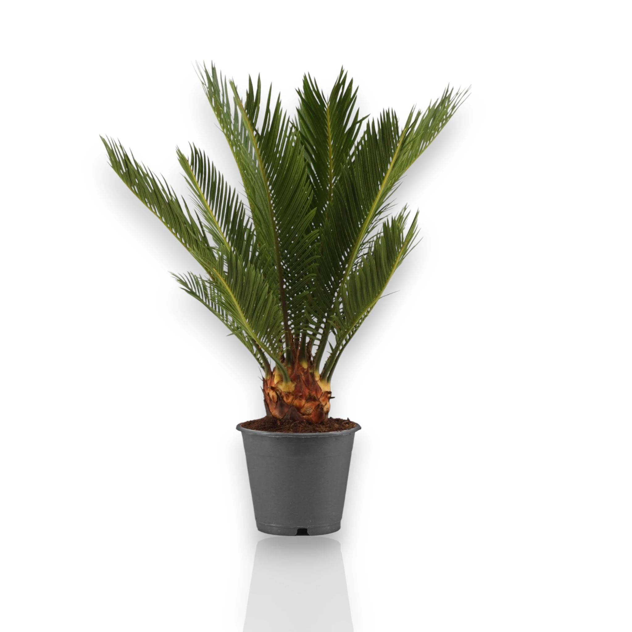 Dettaglio delle foglie coriacee e pennate della Cycas revoluta dal verde intenso e lucido