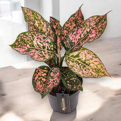 Aglaonema 'Pink Leopard'