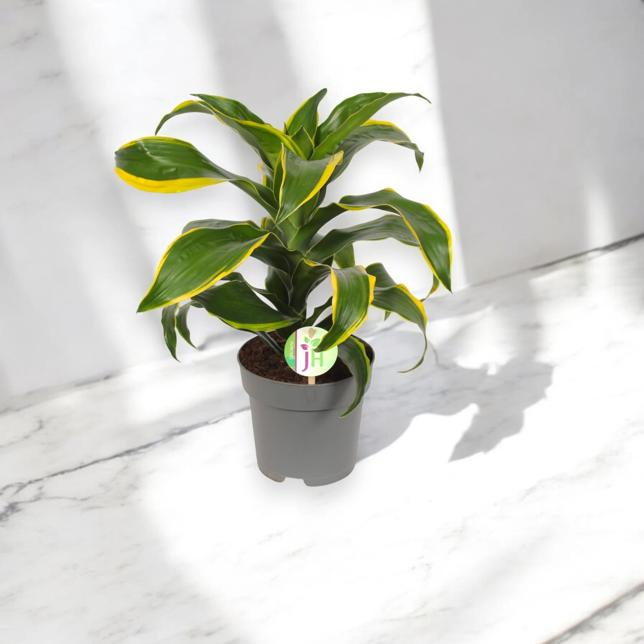 Dracaena fragrans 'Dorado'