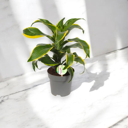 Dracaena fragrans 'Dorado'
