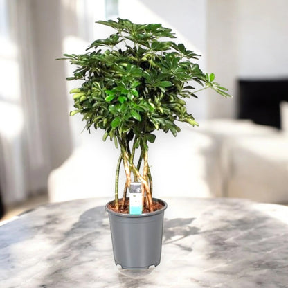 Schefflera arboricola 'Compacta'