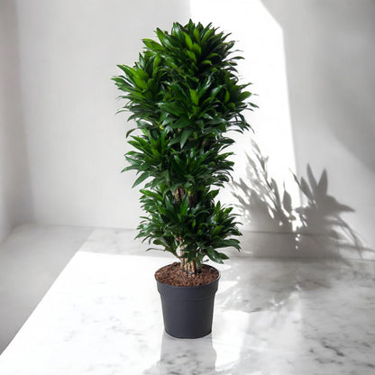 Dracaena fragrans 'Compacta'