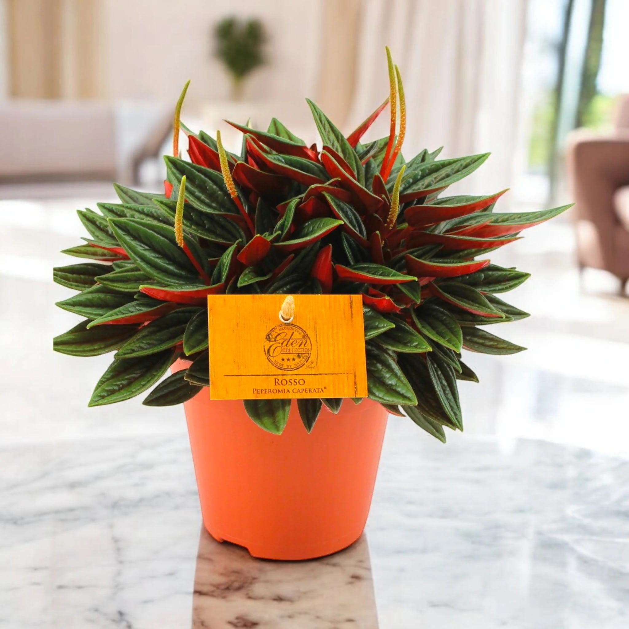 Peperomia caperata Rosso
