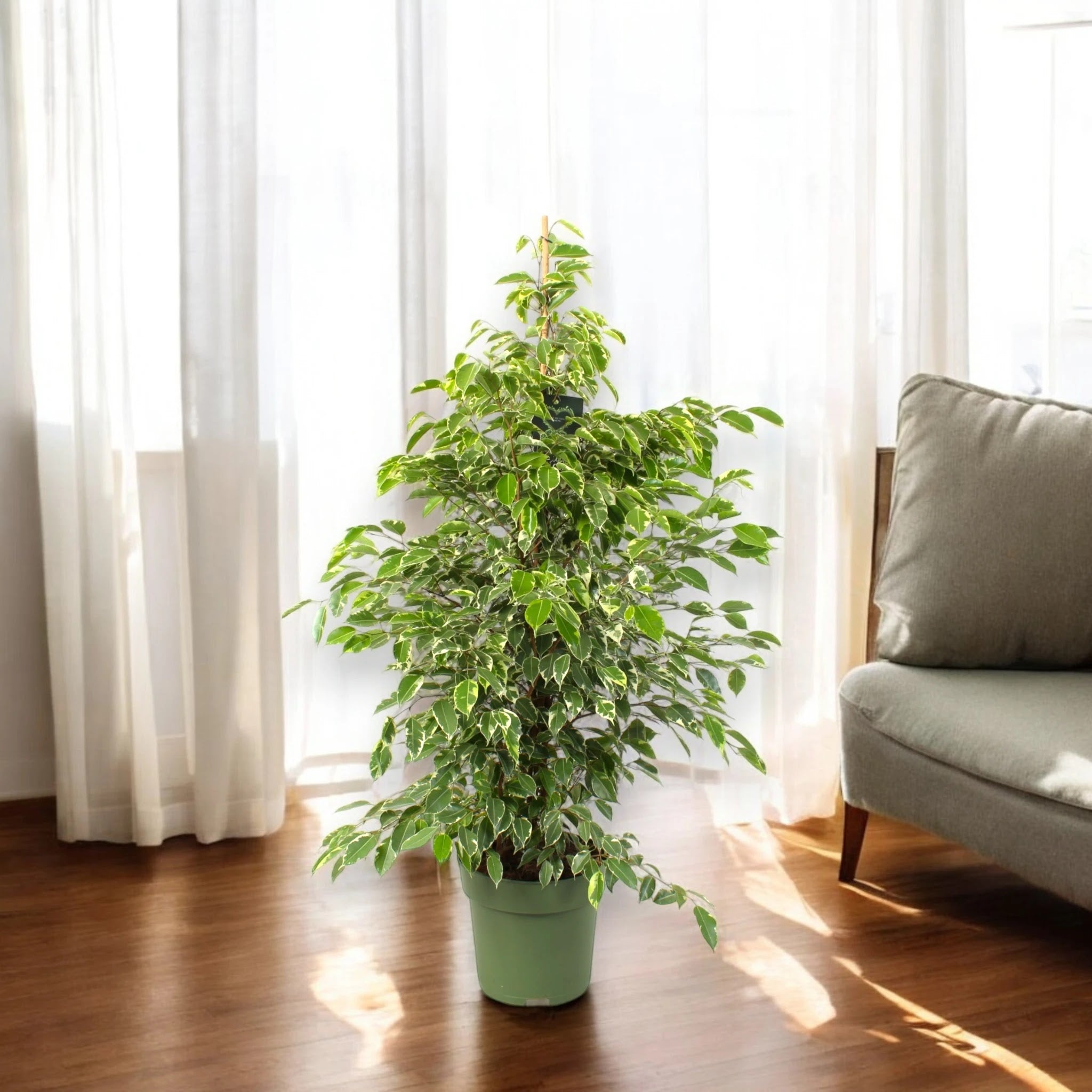 Ficus benjamina 'Golden King'