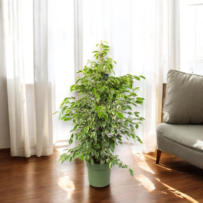 Ficus benjamina 'Golden King'