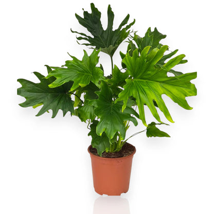 Philodendron Lickety Split con foglie profondamente lobate in vaso, pianta da interno decorativa