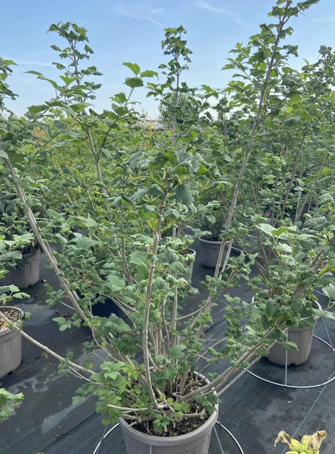 Viburno - Viburnum opulus