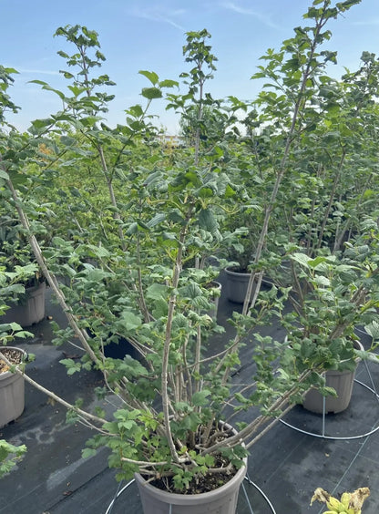 Viburno - Viburnum opulus 'Roseum'