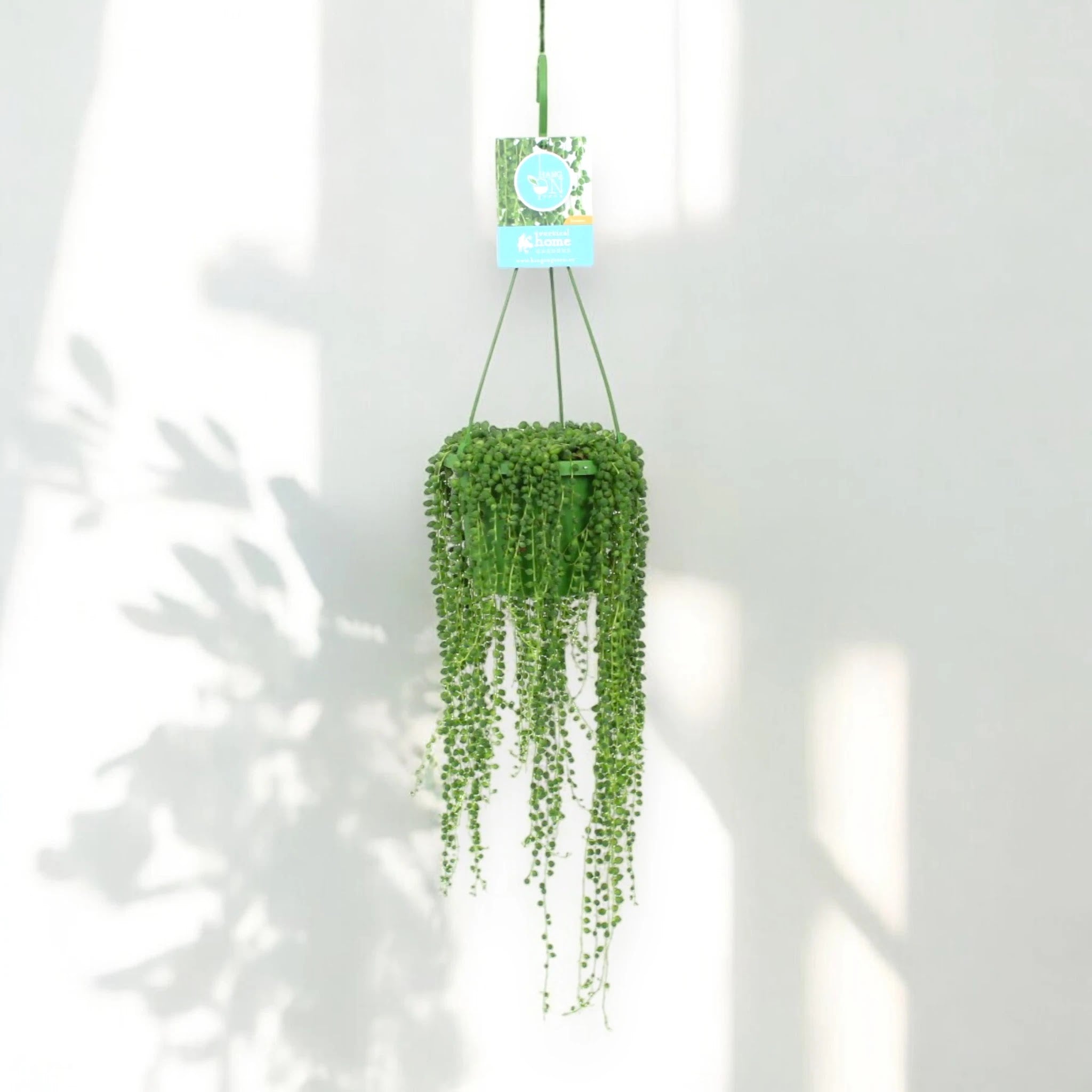 Senecio rowleyanus