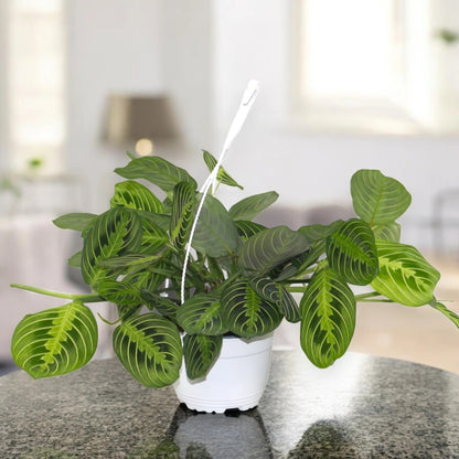 Maranta leuconeura 'Lemon Lime'