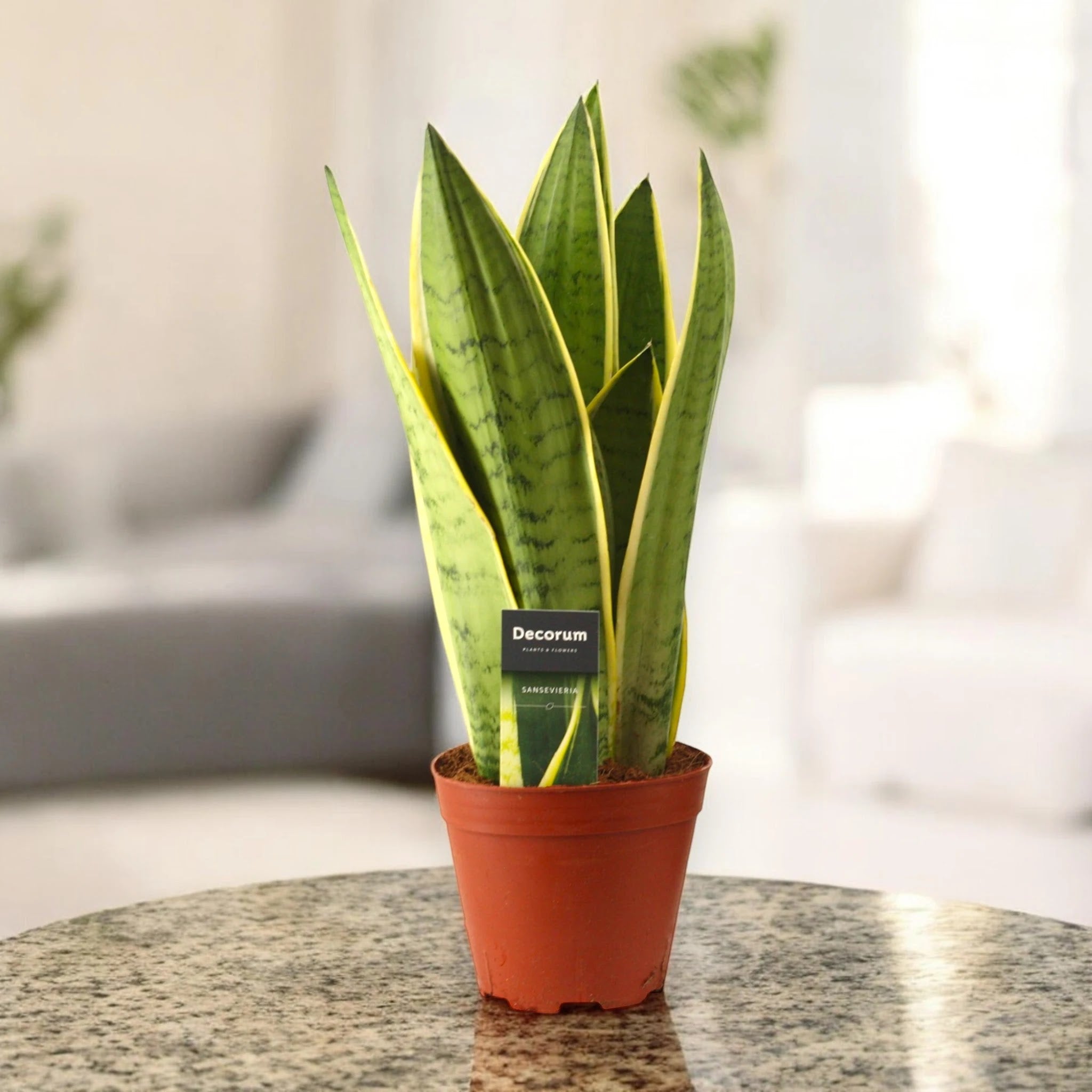 Sansevieria trifasciata 'White Snow'