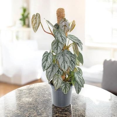 Philodendron brandtianum