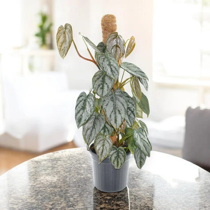 Philodendron brandtianum