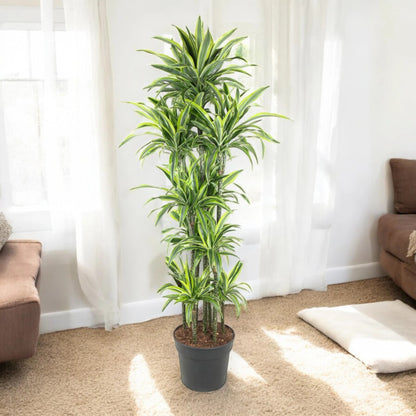 Dracaena fragrans 'Lemon Lime'