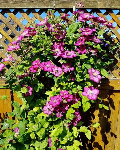 Clematis 'Ville De Lyon'